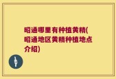 昭通哪里有种植黄精(昭通地区黄精种植地点介绍)