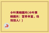 小叶黄精图片(小叶黄精图片：营养丰富，功效惊人！)