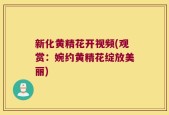 新化黄精花开视频(观赏：婉约黄精花绽放美丽)
