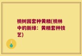 桃树园套种黄精(桃林中的新绿：黄精套种技艺)