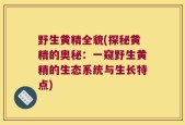 野生黄精全貌(探秘黄精的奥秘：一窥野生黄精的生态系统与生长特点)