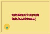 河南黄精苗育苗(河南育出高品质黄精苗)