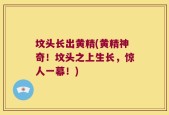 坟头长出黄精(黄精神奇！坟头之上生长，惊人一幕！)