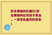 野生黄精枸杞图片(野生黄精枸杞欢跃于草丛，一派生机盎然的景象)