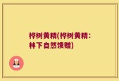 桦树黄精(桦树黄精：林下自然馈赠)