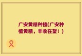 广安黄精种植(广安种植黄精，丰收在望！)