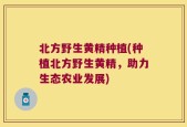 北方野生黄精种植(种植北方野生黄精，助力生态农业发展)