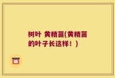 树叶 黄精苗(黄精苗的叶子长这样！)