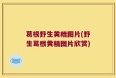 葛根野生黄精图片(野生葛根黄精图片欣赏)