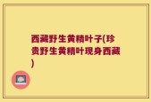 西藏野生黄精叶子(珍贵野生黄精叶现身西藏)