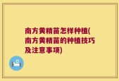 南方黄精苗怎样种植(南方黄精苗的种植技巧及注意事项)