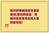 惠农网黄精倒苗块茎苗基地(惠农网报道：黄精块茎苗基地出现大量倒苗现象)