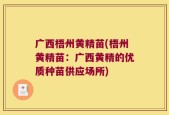 广西梧州黄精苗(梧州黄精苗：广西黄精的优质种苗供应场所)