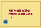 黄精 种植基地(黄精种植园：丰收季节到来！)