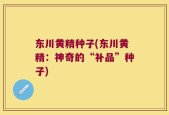 东川黄精种子(东川黄精：神奇的“补品”种子)
