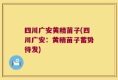 四川广安黄精苗子(四川广安：黄精苗子蓄势待发)