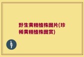 野生黄精植株图片(珍稀黄精植株图赏)