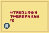 林下黄精怎么种植(林下种植黄精的方法及技巧)