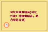 河北兴隆黄精苗(河北兴隆：种植黄精苗，助力脱贫攻坚)