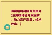 滇黄精的种植方案图片(滇黄精种植方案图解，助力高产高质，技术分享！)