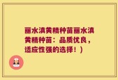 丽水滇黄精种苗丽水滇黄精种苗：品质优良，适应性强的选择！)