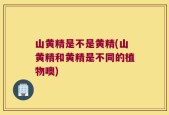 山黄精是不是黄精(山黄精和黄精是不同的植物噢)