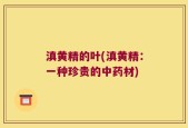 滇黄精的叶(滇黄精：一种珍贵的中药材)