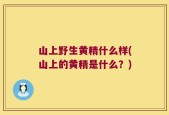 山上野生黄精什么样(山上的黄精是什么？)