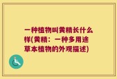 一种植物叫黄精长什么样(黄精：一种多用途草本植物的外观描述)