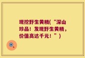 现挖野生黄精(“深山珍品！发现野生黄精，价值高达千元！”)