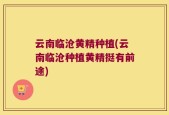 云南临沧黄精种植(云南临沧种植黄精挺有前途)