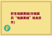 野生地藏黄精(珍稀藏药“地藏黄精”现身野外)