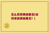 怎么获得黄精果实(如何采摘黄精果实？)
