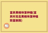 富民黄精块茎种植(富民村走出黄精块茎种植致富新路)