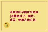 老黄精叶子图片与功效(老黄精叶子：图片、功效、使用方法汇总)