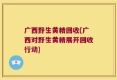 广西野生黄精回收(广西对野生黄精展开回收行动)