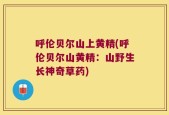 呼伦贝尔山上黄精(呼伦贝尔山黄精：山野生长神奇草药)