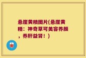 悬崖黄精图片(悬崖黄精：神奇草可美容养颜，养肝益肾！)