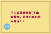 下山收黄精图片(下山收黄精，劳作的身影感人至深！)
