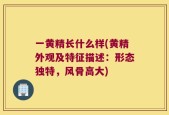一黄精长什么样(黄精外观及特征描述：形态独特，风骨高大)
