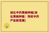 湖北中药黄精种植(湖北黄精种植：传统中药产业新发展)