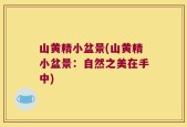 山黄精小盆景(山黄精小盆景：自然之美在手中)