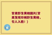 甘肃野生黄精图片(甘肃发现珍稀野生黄精，引人入胜！)