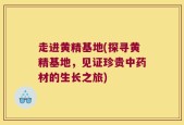 走进黄精基地(探寻黄精基地，见证珍贵中药材的生长之旅)