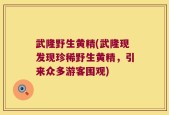 武隆野生黄精(武隆现发现珍稀野生黄精，引来众多游客围观)