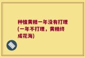 种植黄精一年没有打理(一年不打理，黄精终成花海)