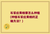 石家庄黄精要怎么种植(种植石家庄黄精的正确方法？)