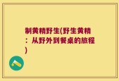 制黄精野生(野生黄精：从野外到餐桌的旅程)