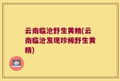 云南临沧野生黄精(云南临沧发现珍稀野生黄精)