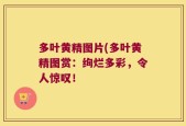 多叶黄精图片(多叶黄精图赏：绚烂多彩，令人惊叹！